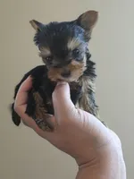 Tiny's Boy 4, a male Yorkshire Terrier for sale in Aiken, SC – 2 of 3