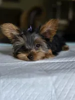 Tiny's girl, a female Yorkshire Terrier for sale in Aiken, SC – 2 of 3