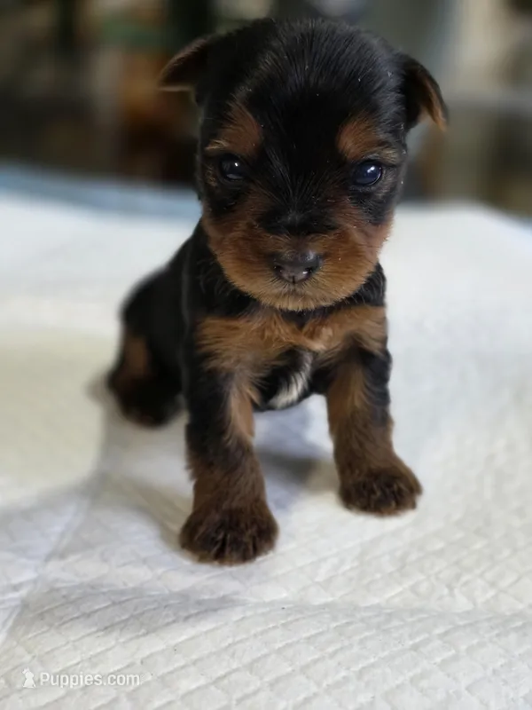 Tiny's Boy 2 – Yorkshire Terrier puppy for sale in Aiken, SC