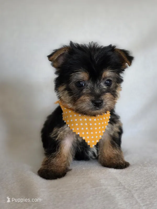 Olive's Boy 3 – Yorkshire Terrier puppy for sale in Aiken, SC