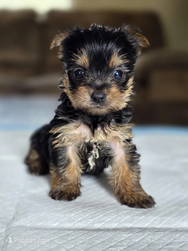 Olive's Boy 3 – Yorkshire Terrier puppy for sale in Aiken, SC