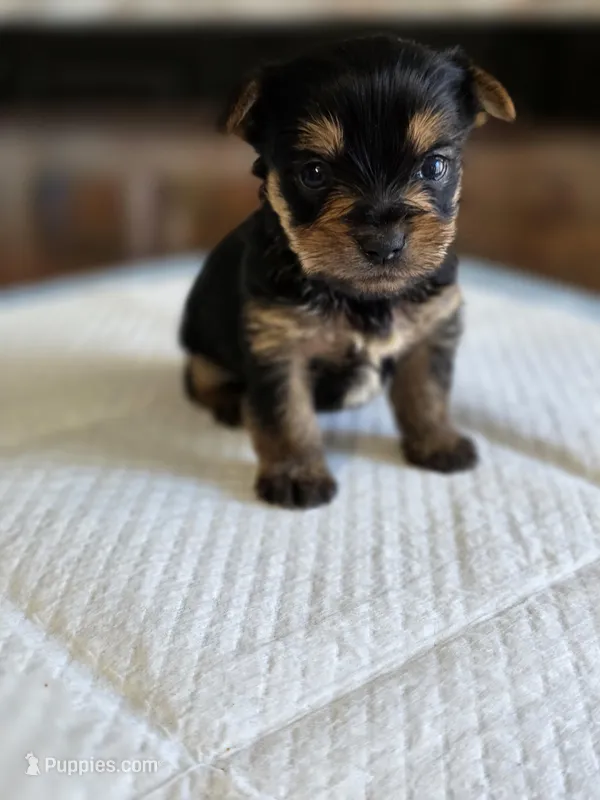 Olive's Boy 3 – Yorkshire Terrier puppy for sale in Aiken, SC