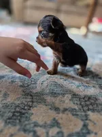 Pepper's Boy 5 , a male Yorkshire Terrier for sale in Aiken, SC – Photo 3 of 5