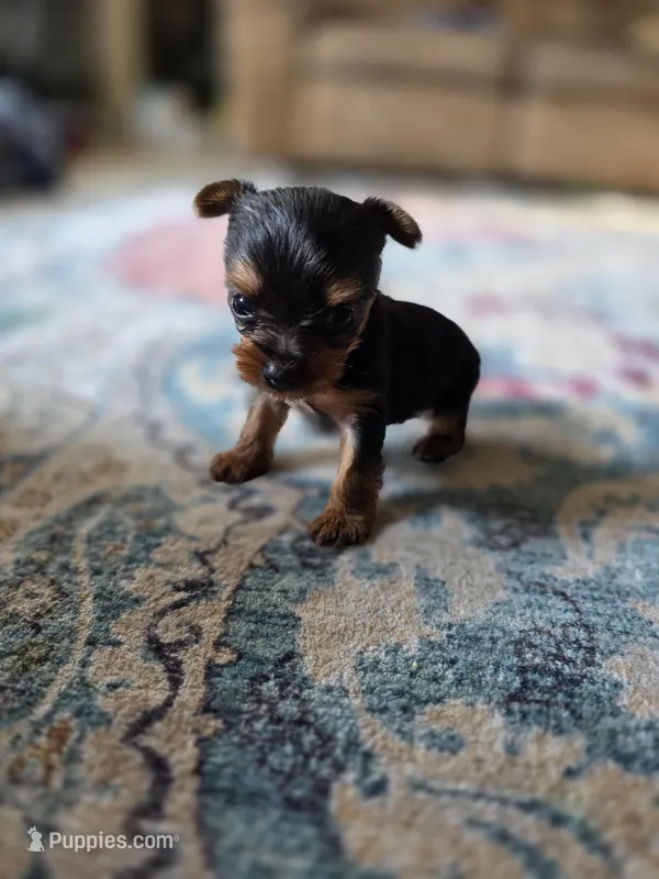 Pepper's Boy 5 , a male Yorkshire Terrier for sale in Aiken, SC – Photo 1 of 5