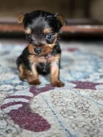 Pepper's Boy 5 , a male Yorkshire Terrier for sale in Aiken, SC – Photo 2 of 5