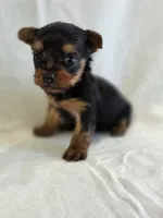 Pepper's Boy 5 , a male Yorkshire Terrier for sale in Aiken, SC – Photo 4 of 5