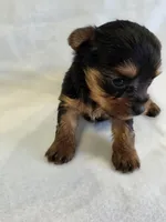 Pepper's Boy 5 , a male Yorkshire Terrier for sale in Aiken, SC – Photo 5 of 5