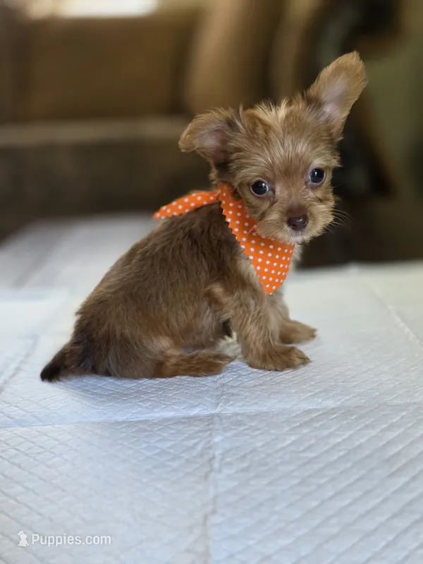 Gold boy 1 – Yorkshire Terrier puppy for sale in Aiken, SC