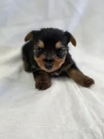 Pepper's Boy 1, a male Yorkshire Terrier for sale in Aiken, SC – Photo 3 of 3