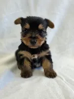 Pepper's Boy 1, a male Yorkshire Terrier for sale in Aiken, SC – Photo 1 of 3
