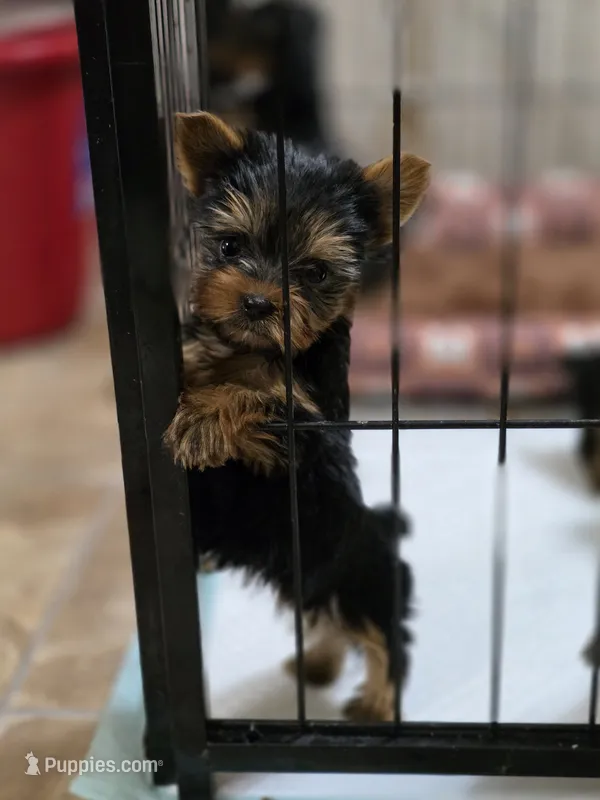 Tiny's Girl  – Yorkshire Terrier puppy for sale in Aiken, SC
