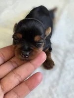 Pepper's Girl, a female Yorkshire Terrier for sale in Aiken, SC – Photo 2 of 3