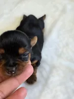 Pepper's Girl, a female Yorkshire Terrier for sale in Aiken, SC – Photo 3 of 3