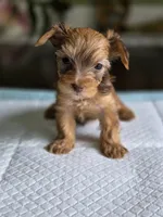 Gold Boy 2, a male Yorkshire Terrier for sale in Aiken, SC – 3 of 4
