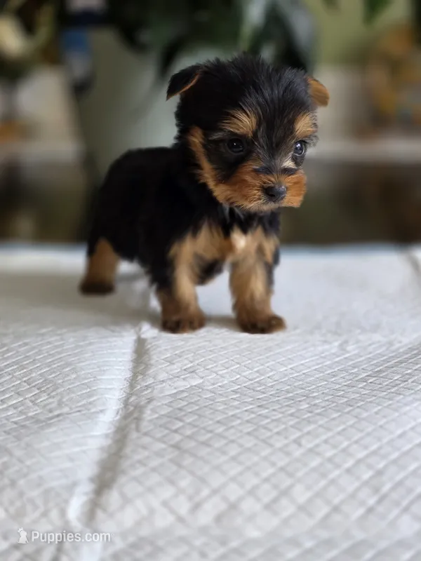 Tiny's Girl  – Yorkshire Terrier puppy for sale in Aiken, SC