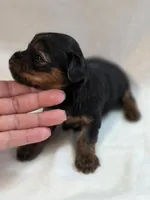 Lilo's Girl 3, a female Yorkshire Terrier for sale in Aiken, SC – Photo 1 of 2