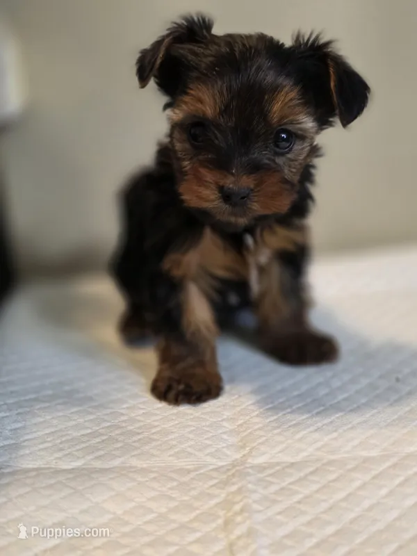 Lilo's Girl 3 – Yorkshire Terrier puppy for sale in Aiken, SC