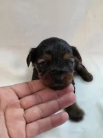 Lilo's Girl 3, a female Yorkshire Terrier for sale in Aiken, SC – Photo 2 of 2