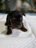 Tiny's Boy 3, a male Yorkshire Terrier for sale in Aiken, SC – Photo 1 of 2