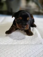 Tiny's Boy 3, a male Yorkshire Terrier for sale in Aiken, SC – Photo 2 of 2