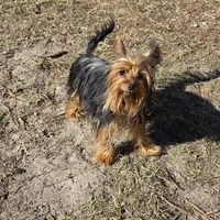 Beetlejuice, a male Yorkshire Terrier for sale in Aiken, SC – Photo 1 of 3