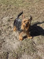 Beetlejuice, a male Yorkshire Terrier for sale in Aiken, SC – Photo 1 of 3