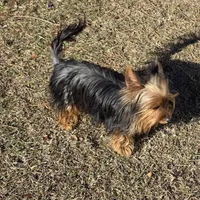 Beetlejuice, a male Yorkshire Terrier for sale in Aiken, SC – Photo 2 of 3