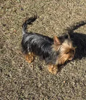 Beetlejuice, a male Yorkshire Terrier for sale in Aiken, SC – Photo 2 of 3