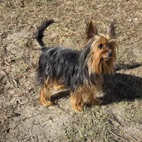 Beetlejuice, a male Yorkshire Terrier for sale in Aiken, SC – Photo 3 of 3