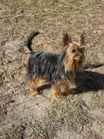 Beetlejuice, a male Yorkshire Terrier for sale in Aiken, SC – Photo 3 of 3