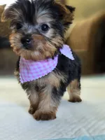 Penny, a female Yorkshire Terrier for sale in Aiken, SC – 2 of 3