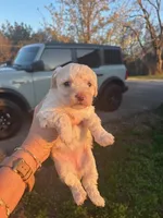 SIMBA, a female Maltipoo for sale in Jacks Creek, TN – Photo 8 of 10