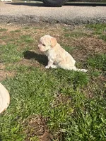 SIMBA, a female Maltipoo for sale in Jacks Creek, TN – Photo 10 of 10