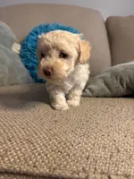 SIMBA, a female Maltipoo for sale in Memphis, TN – Photo 9 of 10