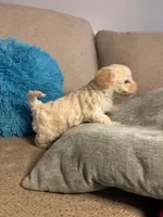 SIMBA, a female Maltipoo for sale in Memphis, TN – Photo 8 of 10