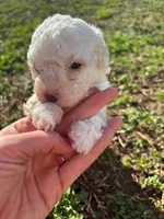 SIMBA, a female Maltipoo for sale in Jacks Creek, TN – Photo 7 of 10