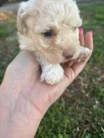SIMBA, a female Maltipoo for sale in Jacks Creek, TN – Photo 6 of 10