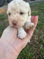 SIMBA, a female Maltipoo for sale in Jacks Creek, TN – Photo 5 of 10