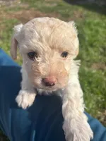 SIMBA, a female Maltipoo for sale in Jacks Creek, TN – Photo 1 of 10