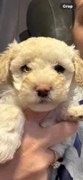 SIMBA, a female Maltipoo for sale in Memphis, TN – Photo 6 of 10