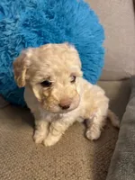 SIMBA, a female Maltipoo for sale in Memphis, TN – Photo 7 of 10