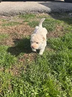 SIMBA, a female Maltipoo for sale in Jacks Creek, TN – Photo 9 of 10
