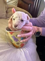 SIMBA, a female Maltipoo for sale in Jacks Creek, TN – Photo 3 of 10