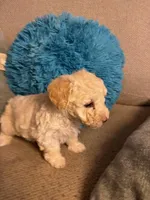 SIMBA, a female Maltipoo for sale in Memphis, TN – Photo 10 of 10