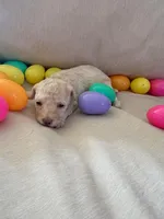 SIMBA, a female Maltipoo for sale in Jacks Creek, TN – Photo 2 of 10