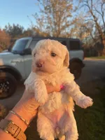 SIMBA, a female Maltipoo for sale in Jacks Creek, TN – Photo 4 of 10