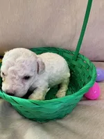 SNOWBALL, a female Maltipoo for sale in Jacks Creek, TN – Photo 2 of 9
