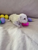 SNOWBALL, a female Maltipoo for sale in Jacks Creek, TN – Photo 7 of 9