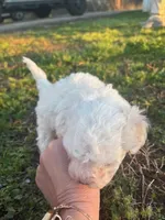 SNOWBALL, a female Maltipoo for sale in Jacks Creek, TN – Photo 5 of 9
