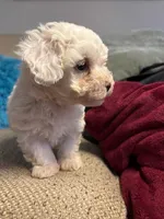 SNOWBALL, a male Maltipoo for sale in Memphis, TN – Photo 3 of 4